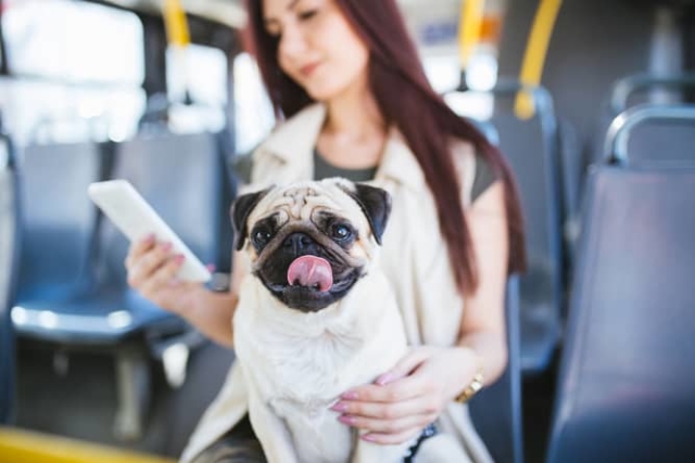 Pets Allowed to Travel in Public Transport