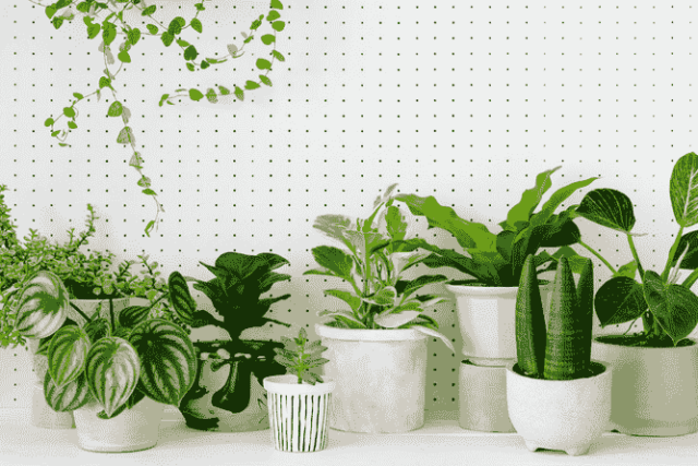 Plants Can Improve Air Quality