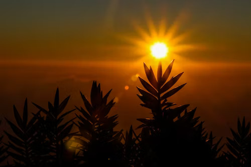 Sun's Rays Provide Several Health Benefits