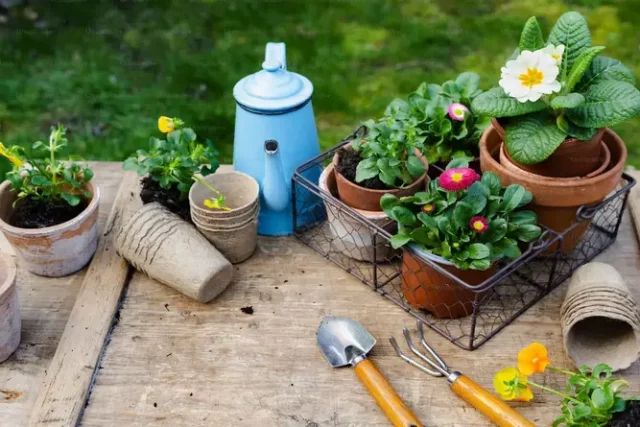 Tips for home gardening